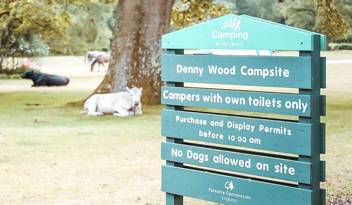 10 Best New Forest Campsites to book in 2022!
