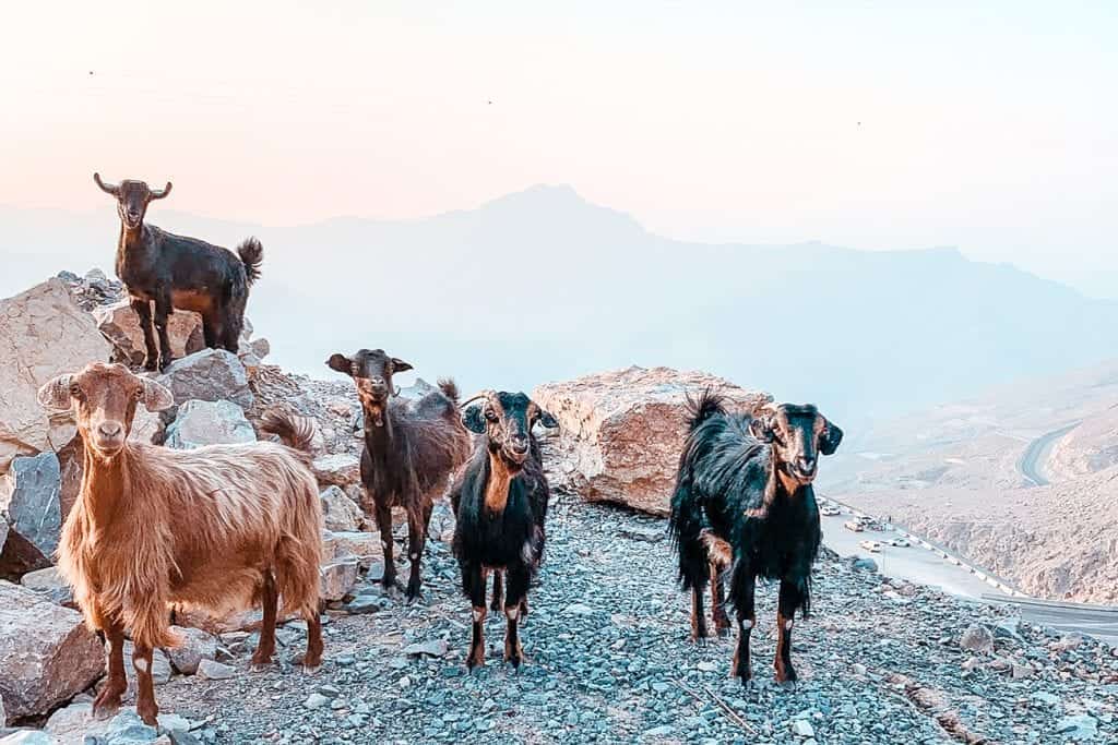 visiting jebel jais guide from dubai