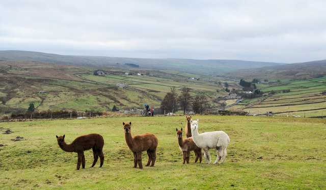 alpaca walking yeovil things to do