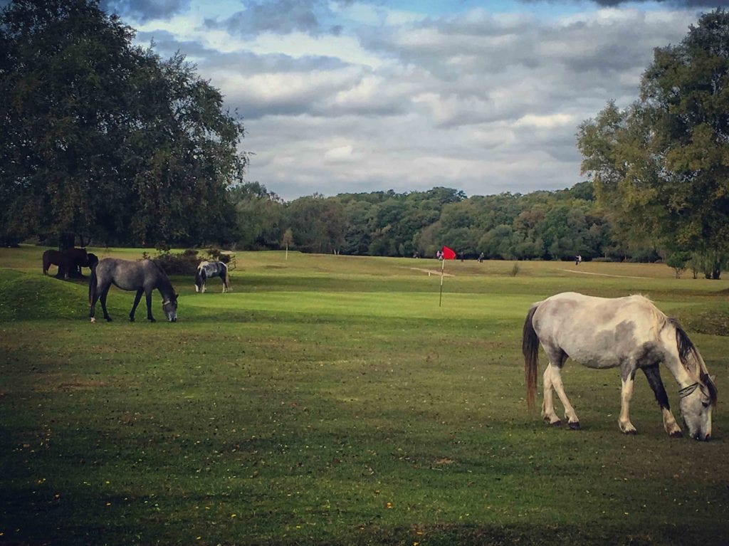 best golf clubs southampton New Forest Golf Club