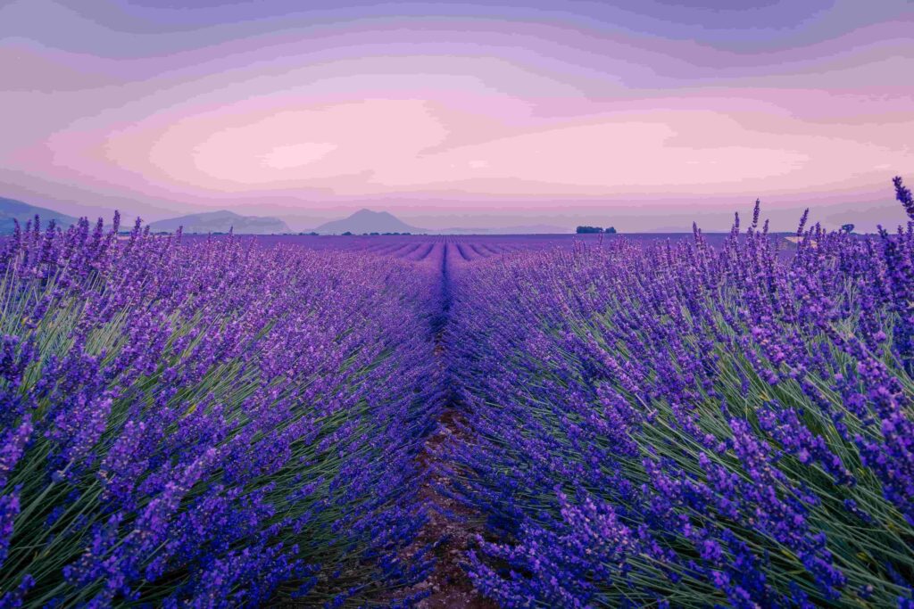 An image of a lavender field at sunset in one of the French wine regions.
