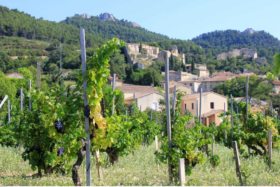 A vineyard offering wine tours surrounded by mountains, accessible from Paris.