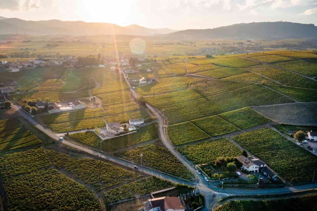 An aerial view of a vineyard at sunset.