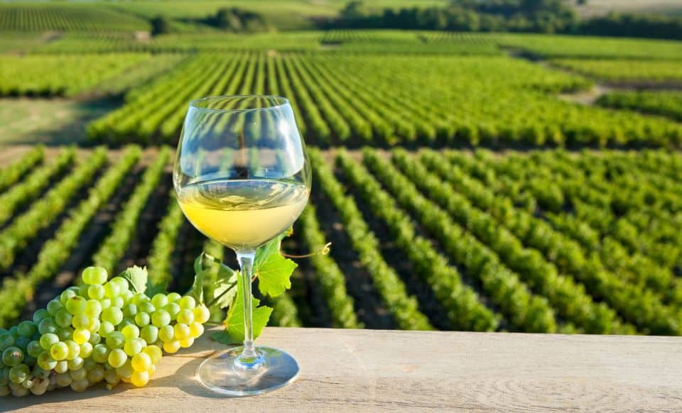 A glass of white wine and grapes on a wooden table in a vineyard, perfect for wine tours from Paris.