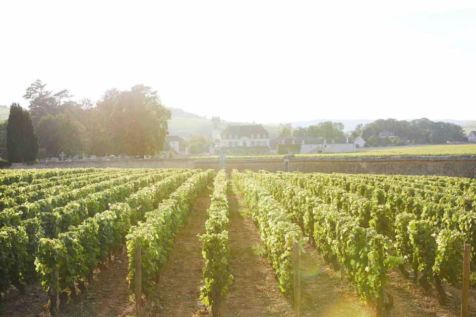 A sunlit vineyard offering wine tours, accessible from Paris.