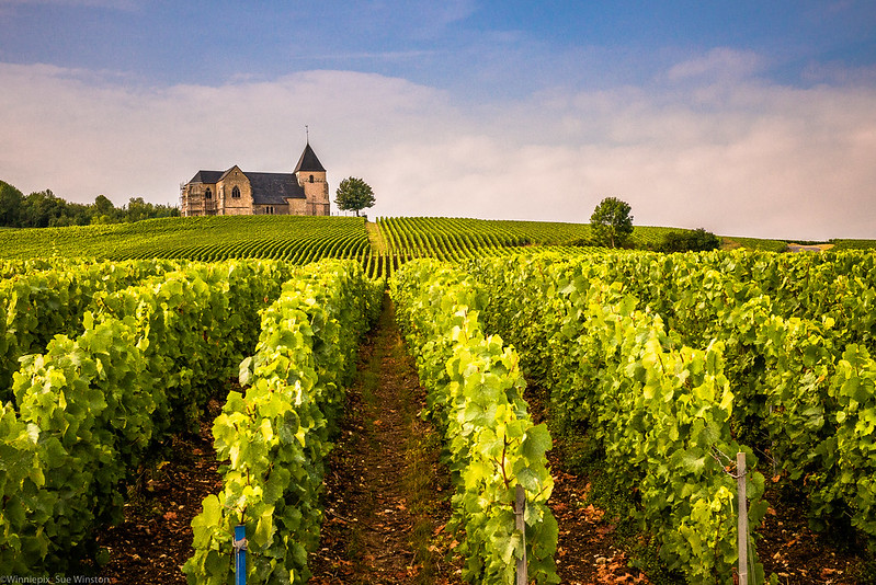 A vineyard near Reims.