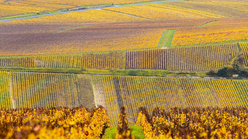 A person riding a horse in the Reims vineyard.