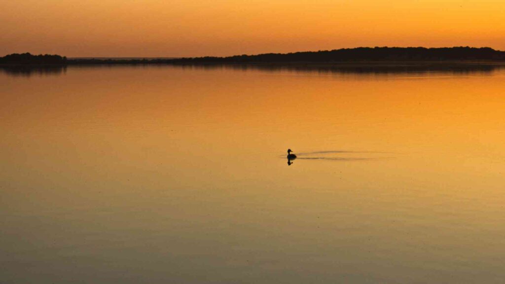 A duck is swimming in a lake at sunset.